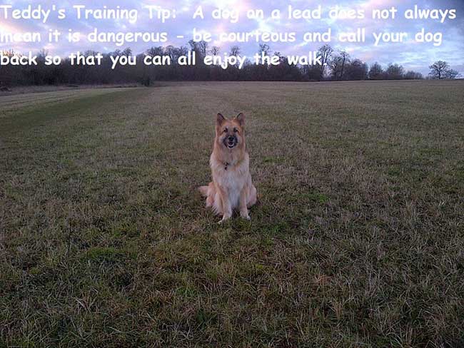 Dog Training tip
