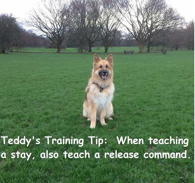 Dog Training Tip