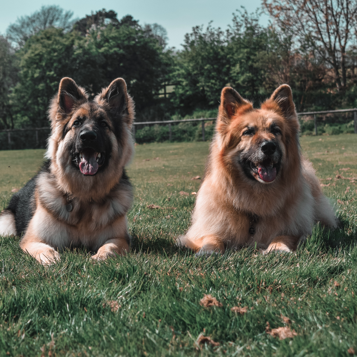 12+ Upward Dog Training Annapolis