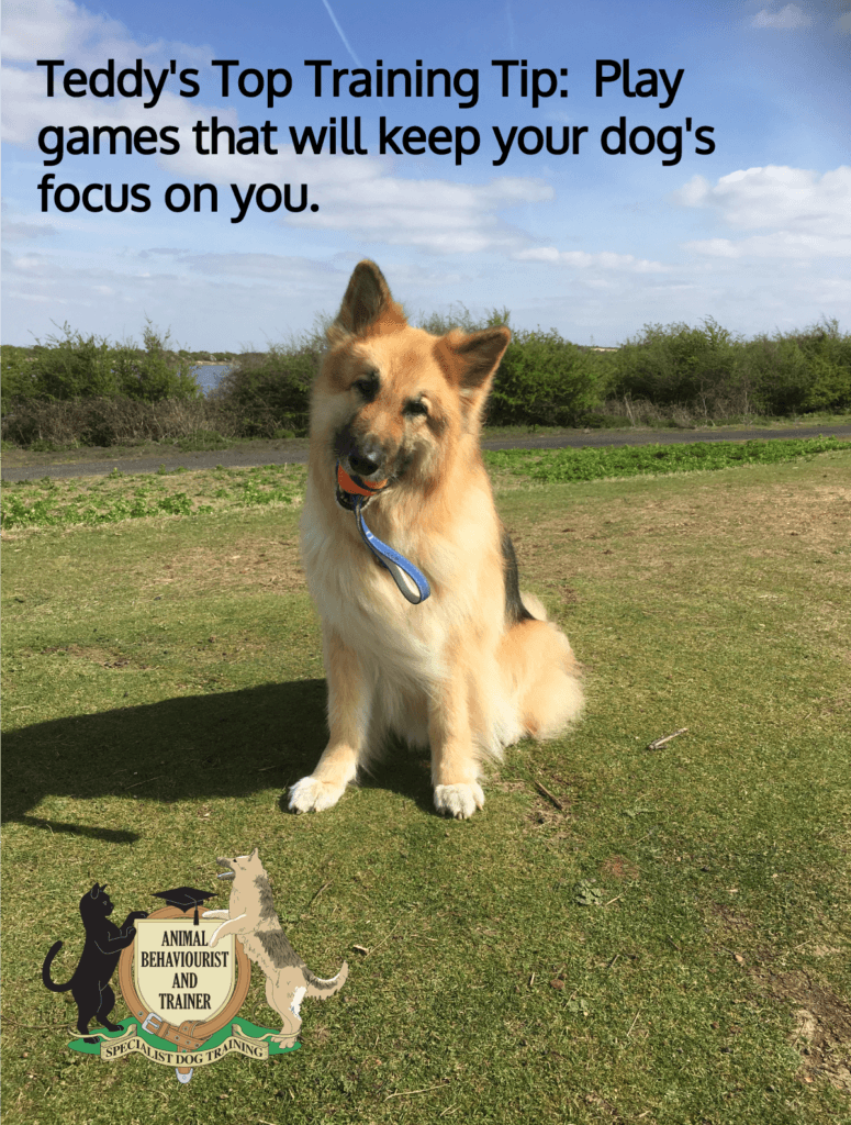 dog training tip