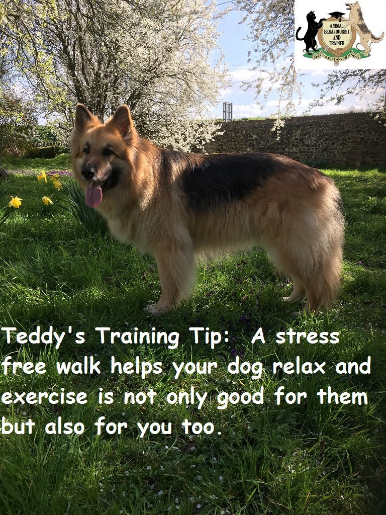 dog training tip