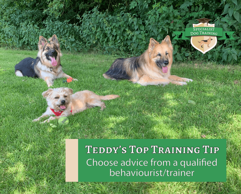 Teddy's Top Training Tip Choose advice from a qualified
